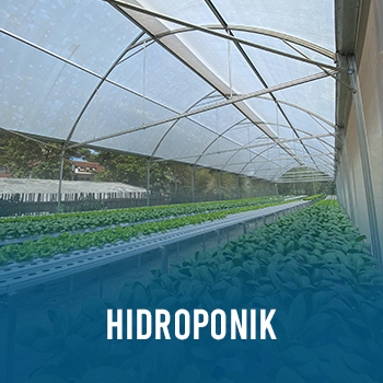 hidroponik